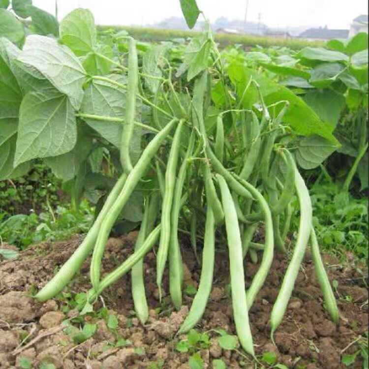 Hạt giống đậu đũa  French Bean Seeds/BAGUIO BEANS-10Hạt