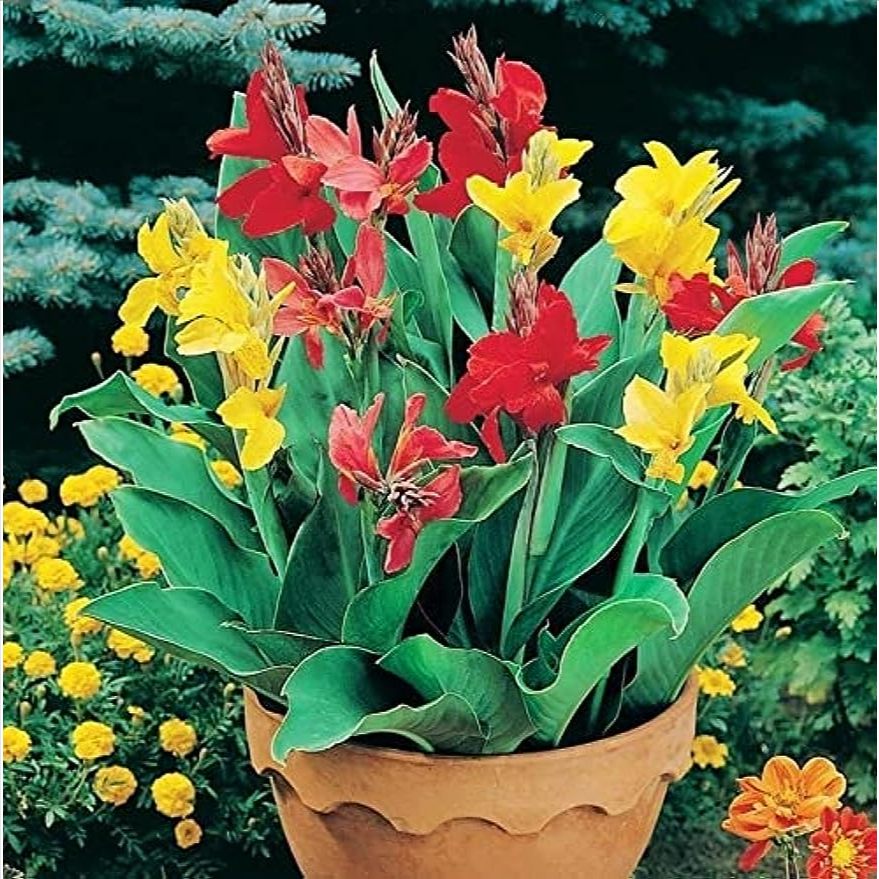 5seeds Mixed Canna Lily Flower Plant Seeds-Canna Garden Flower Plant Seeds Potted Flowering Plants  