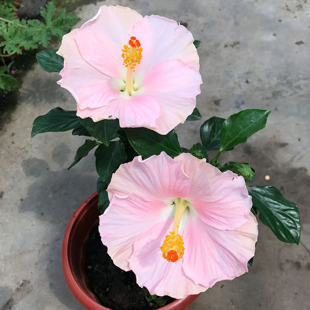 Giant Hibiscus Roselle Flower seeds Home  giant hibiscus roselle seeds -100tablets