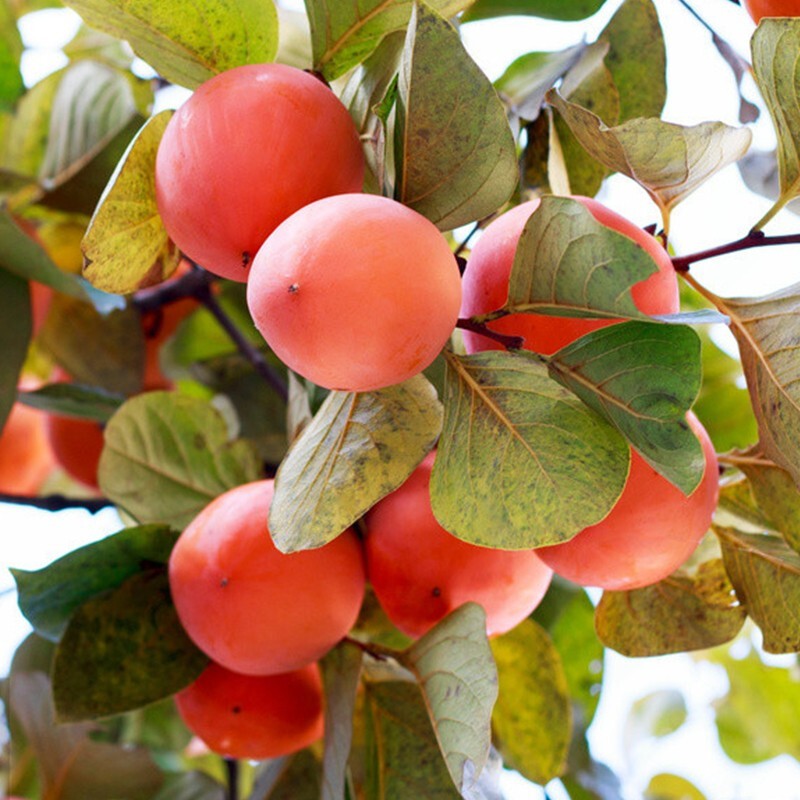 Sweet Persimmon  Seeds for Planting- Persimmon Seeds-10Seeds
