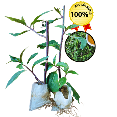 2 BẦU CÂY RAU LỦI RỪNG - trồng cả bầu tự huỷ vào đất" - SỨC SỐNG BẤT TỬ, XANH NGỌT TỰ NHIÊN"**