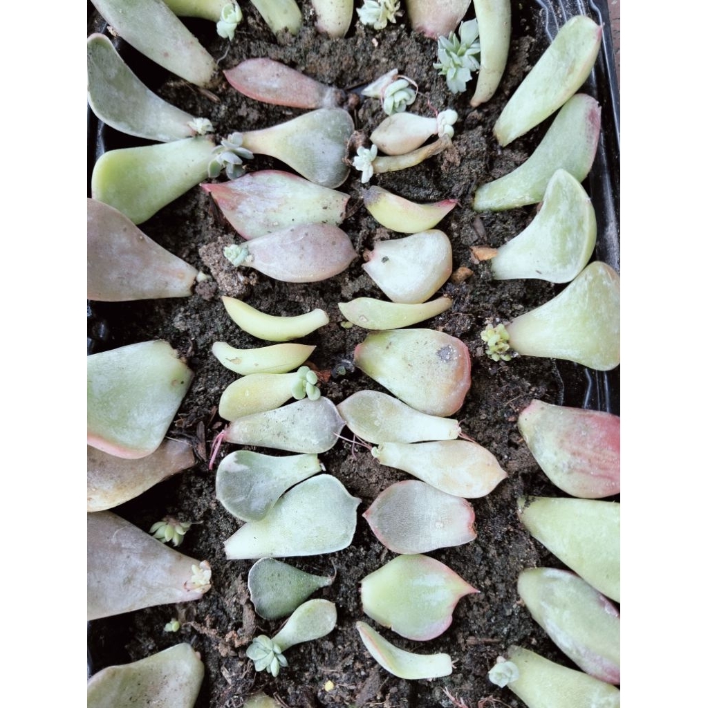 set 40 lá sen đá chưa nảy mầm