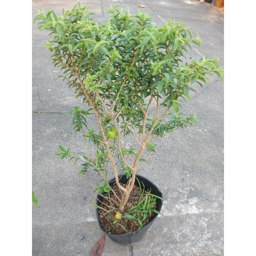 Cây ổi sẻ ( ổi lá kim)