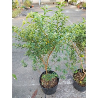 Cây ổi sẻ ( ổi lá kim)