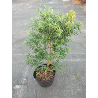 Cây ổi sẻ ( ổi lá kim)