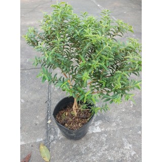 Cây ổi sẻ ( ổi lá kim)