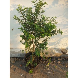 Cây ổi sẻ ( ổi lá kim)