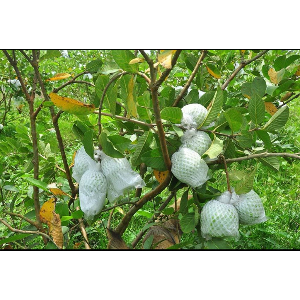 xốp bọc ổi lồng sẵn 1kg(350 cái) đi đơn tối đa 1kg/ đơn