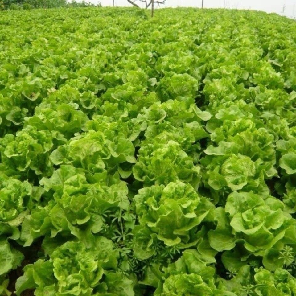 Hạt Giống Xà Lách  Chịu Nhiệt Romaine Lettuce Seed-500Hạt
