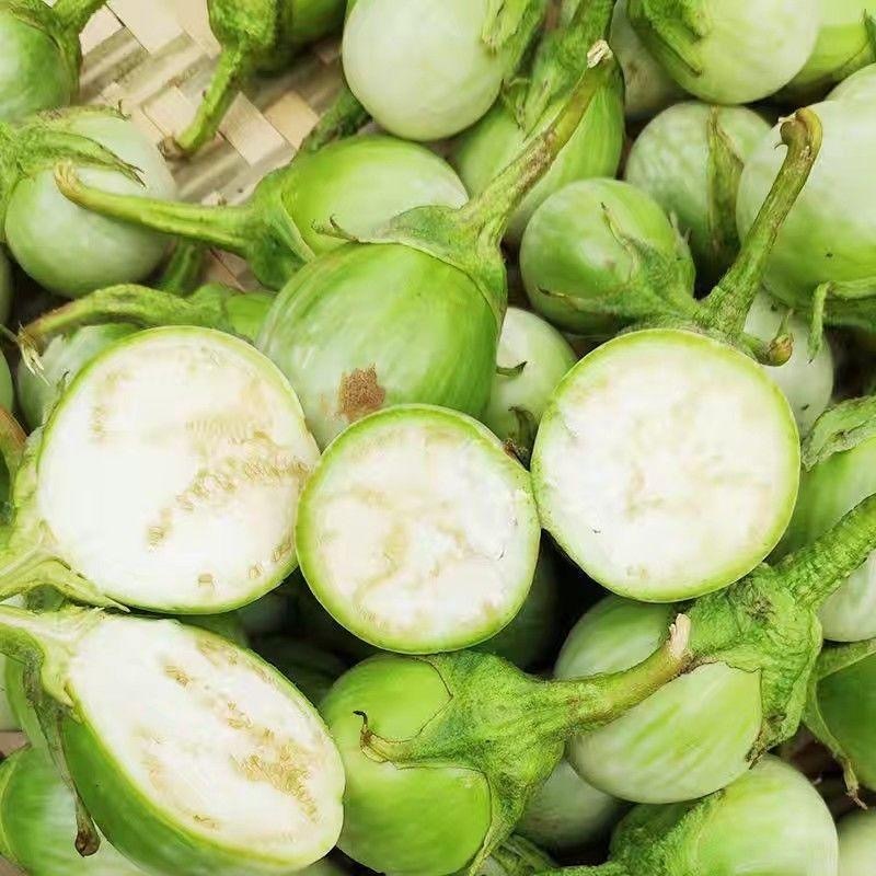 Hạt Giống Cà Dĩa Da Ếch  Hạt Giống  Thai Eggplant Seeds -200Hạt