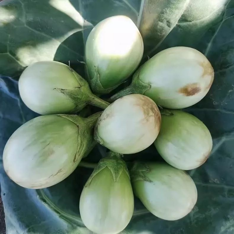 Hạt giống cà  lượng cao trồng vườn rau gia đình -Thai Eggplant Seeds -200 Seeds