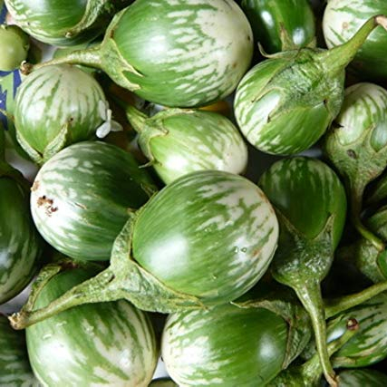 Hạt GIỐNG CÀ XANH DA ẾCH Thai Eggplant Seeds-200 HẠT