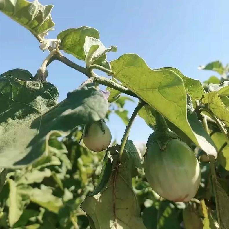 Hạt giống cà tím tròn  trồng vườn rau gia đình- Thai Eggplant Seeds -200 Seeds