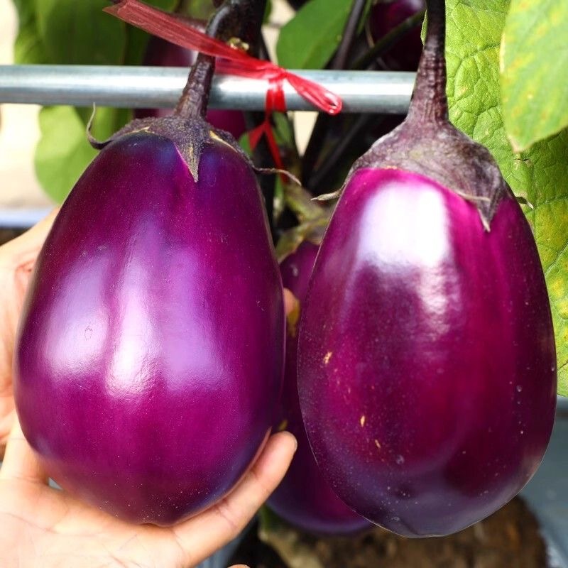 Hạt Giống Cà Tím Tròn Qủa To (200 Hạt) -Dễ Trồng, Năng Suất Cao - Dwarf Eggplant Seeds