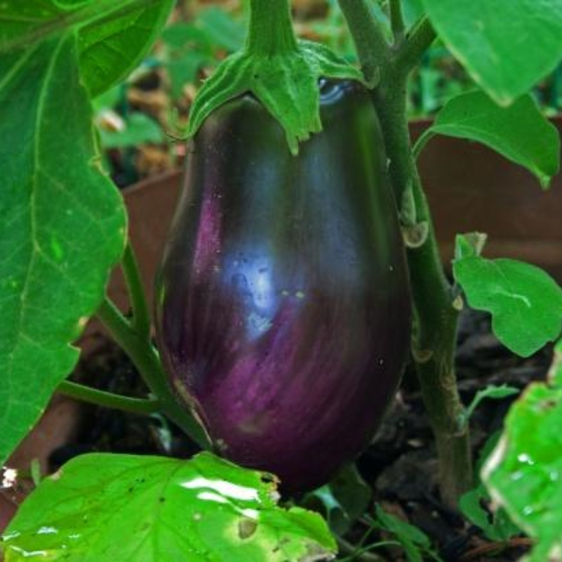 Hạt Giống Cà Tím Quả Tròn Dwarf Eggplant Seeds-200Hạt