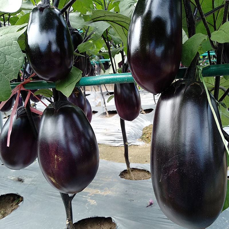 Hạt giống cà pháo tím-Dwarf Eggplant Seeds-200Hạt