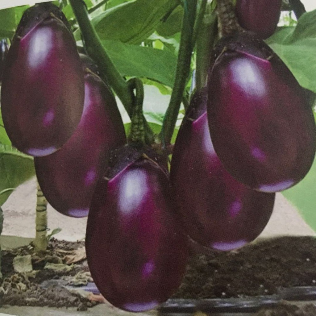 Dễ Trồng, Năng Suất Cao Dwarf Eggplant Seeds -200 Hạt