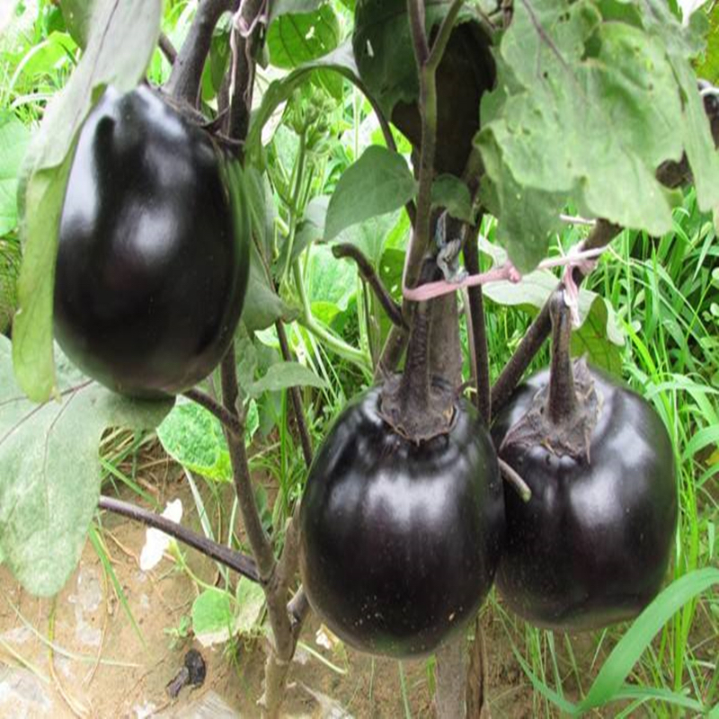 Hạt Giống Nảy Mầm Tốt Trồng Quanh Năm -Dwarf Eggplant Seeds - 200Seeds