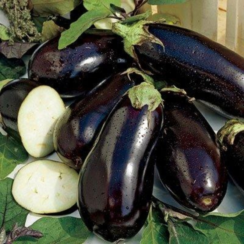 Hạt Giống Cà Tím Trứng  Dwarf Eggplant Seeds-200Hạt
