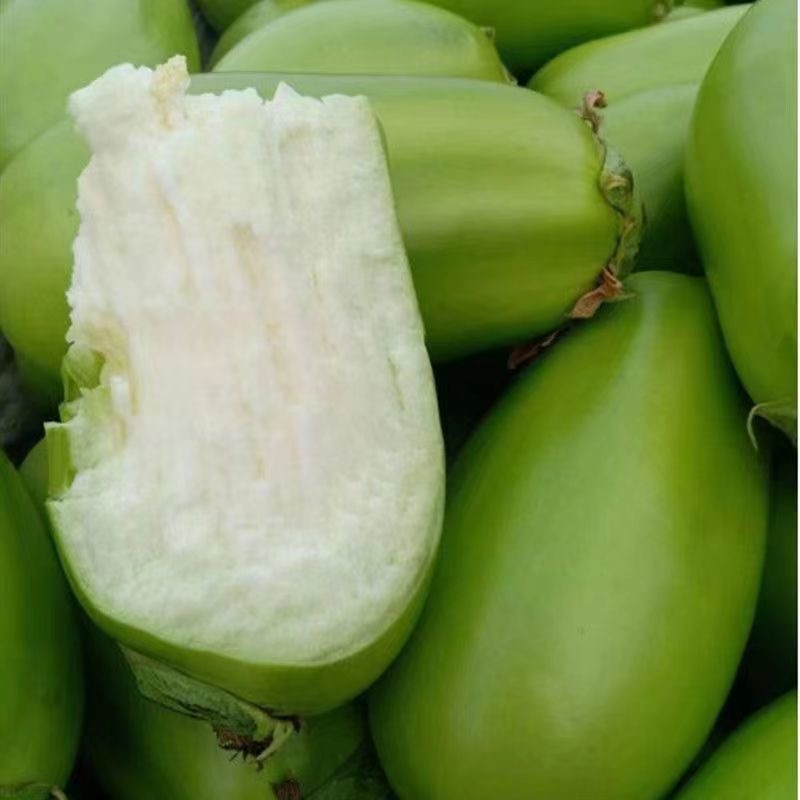 Hạt Giống Cà Bát Xanh Lồ Dwarf Eggplant Seeds-  300 hạt