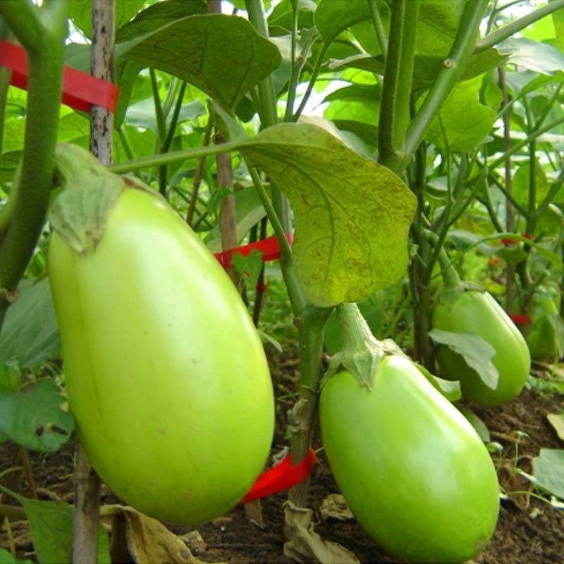 200Thai Eggplant Seeds - Dwarf Talong Vegetable seeds For Planting Dwarf Eggplant Seeds