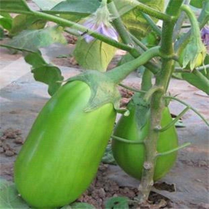 HẠT GIỐNG CÀ GIỌT NƯỚC XANH KHỔNG LỒ_Cà bát xanh Dwarf Eggplant Seeds-200viên