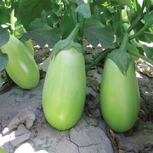 Hạt Giống Cà Bát Xanh - Dwarf Eggplant Seeds- 200viên