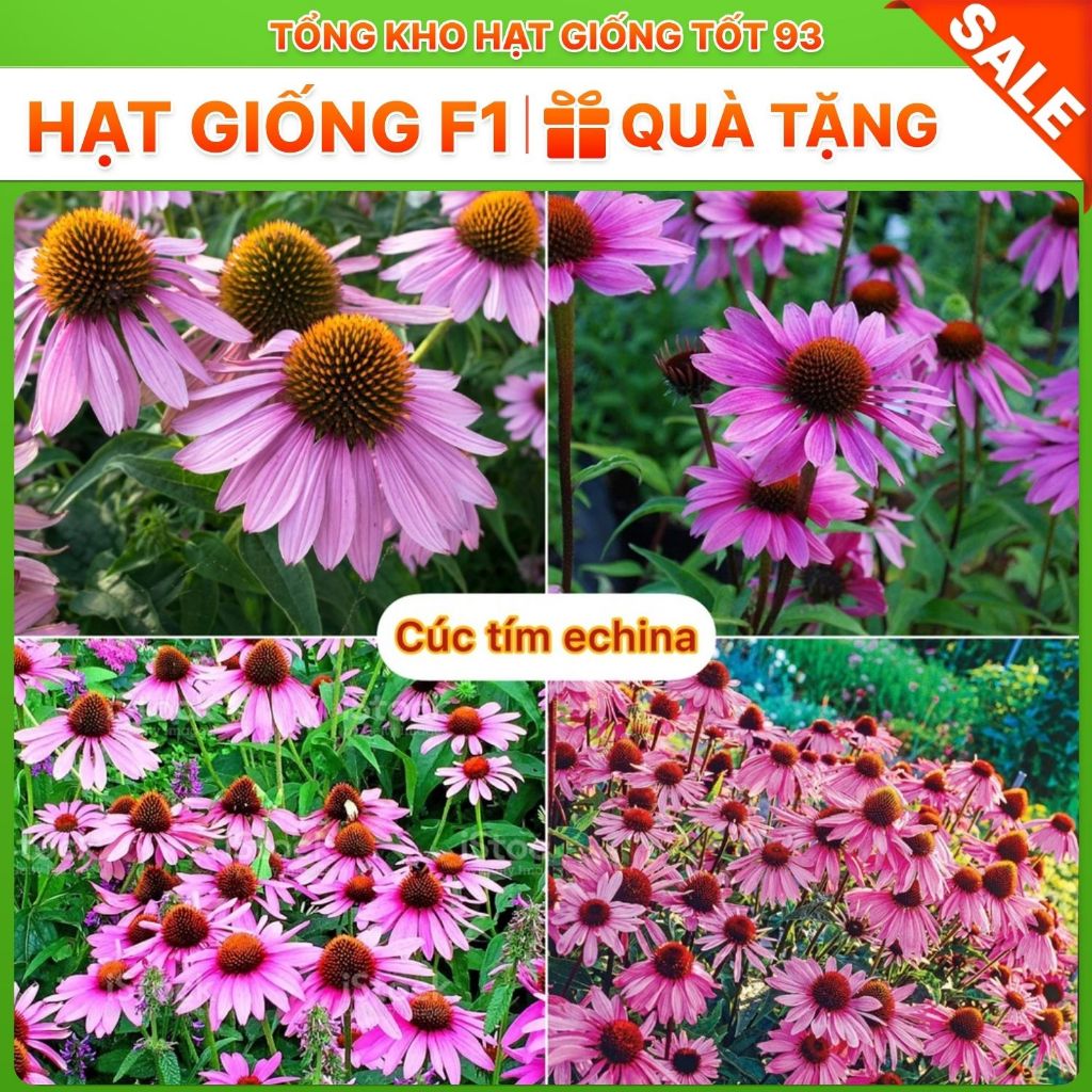 Hạt giống hoa cúc Tím Echina rất dễ trồng hàng công ty Loại 1