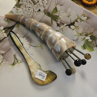 Bọ cạp hoa khế sừng đen 1