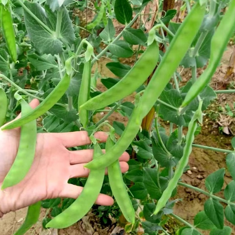 for Planting  High Yield Snow Pea Seeds Seeds Chinese Pea Plant Seeds Vegetables Seeds for Gardening