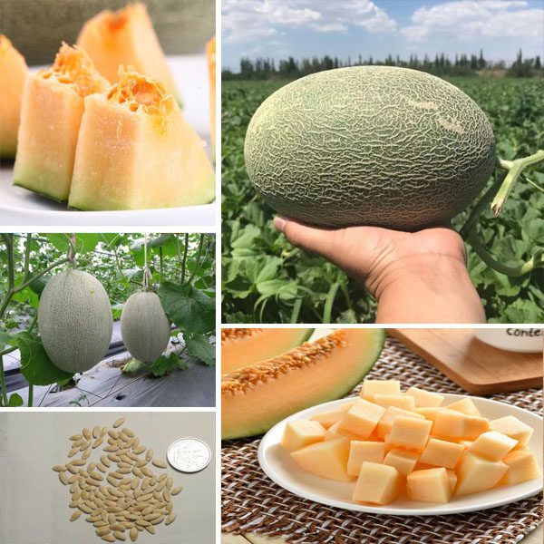 Hạt giống dưa lưới vàng quả dài Melon seeds / hami melon seeds- 20 hạt