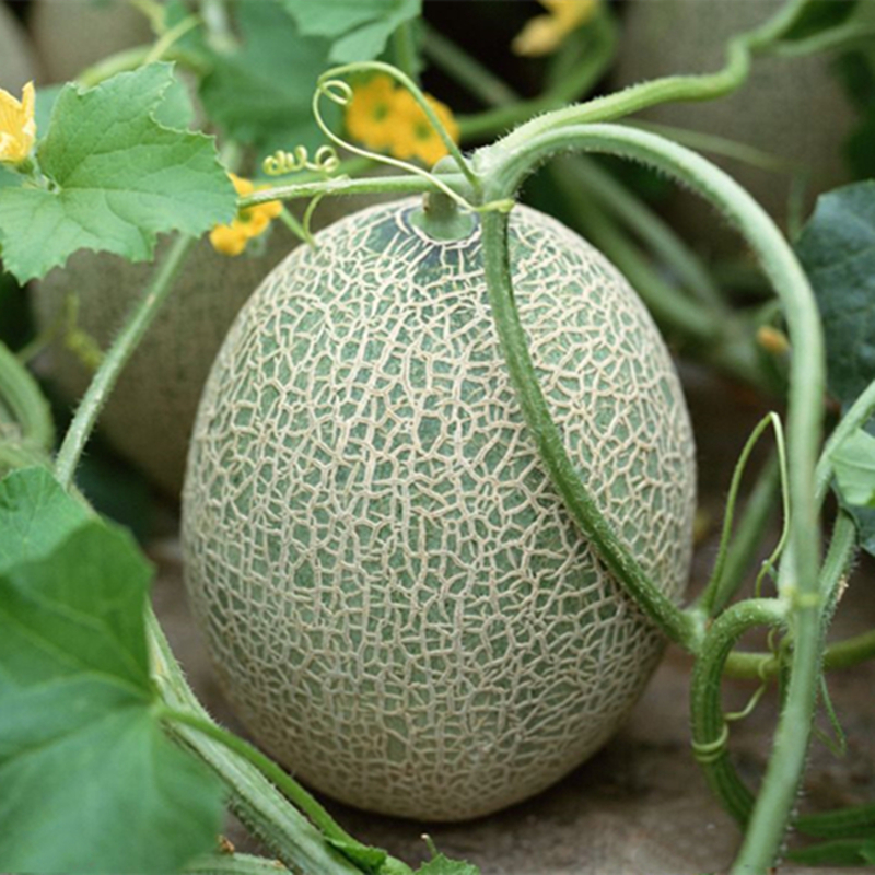 Hạt giống dưa lưới- Melon seeds-20viên