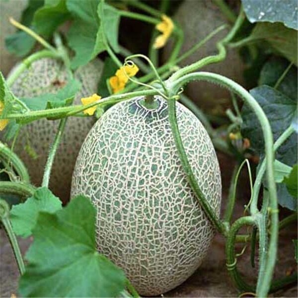 Hạt Giống Dưa Lưới hami melon seeds -20 hạt