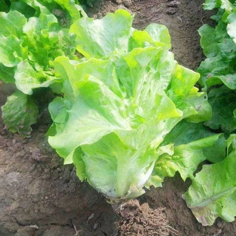 Hạt giống xà lách  giòn ngọt, đóng Lettuce Seeds  600 hạt