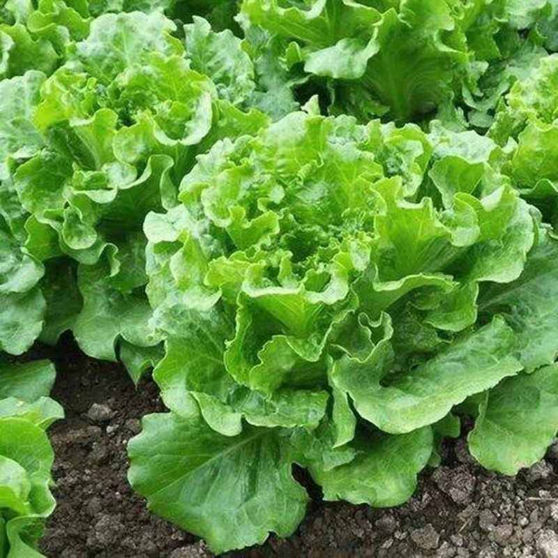 Hạt Giống Xà Lách  Lettuce Seeds-800viên