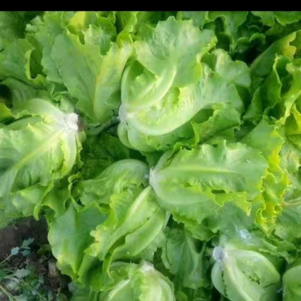 Hạt Giống Xà Lách -Lettuce Seeds-800viên
