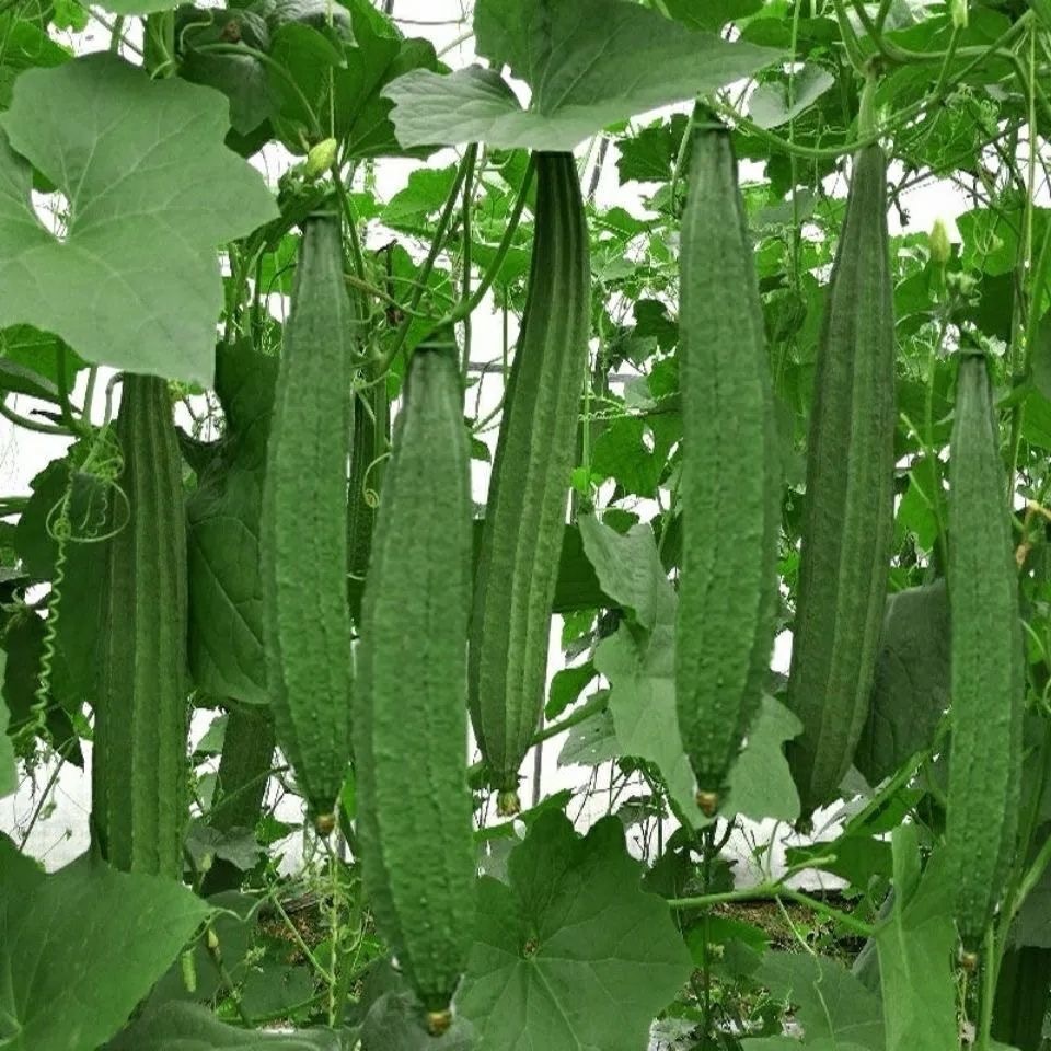 Hybrid Patola Tagalog Seeds for Planting Fresh 10seeds Long Ridged Patola Seeds Long Gourd Seeds for