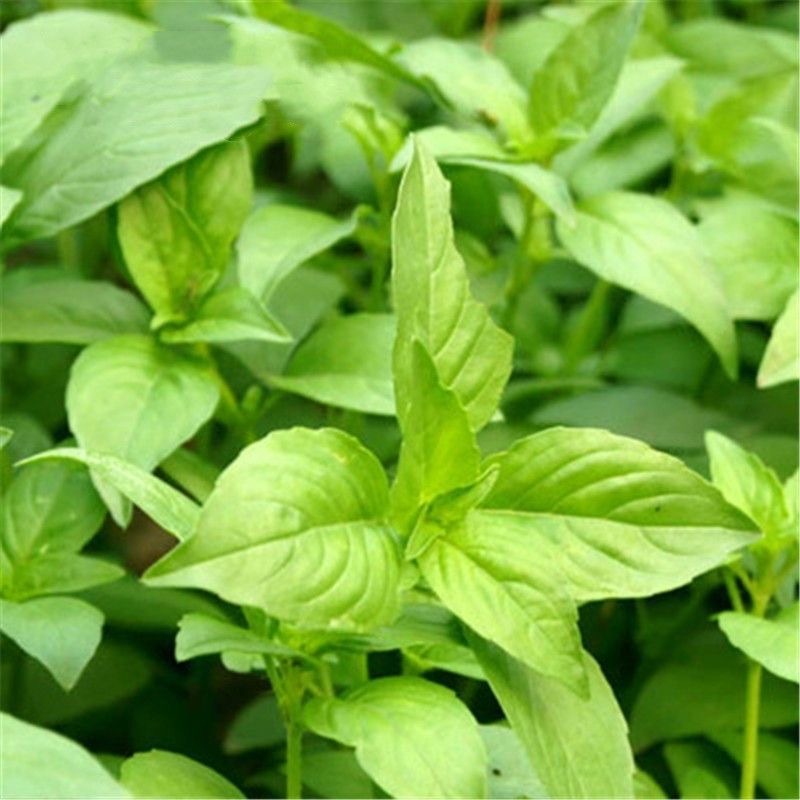 Hạt giống Rau Húng Quế Tím/ Húng Quế Tây genovese basil seeds-300Hạt
