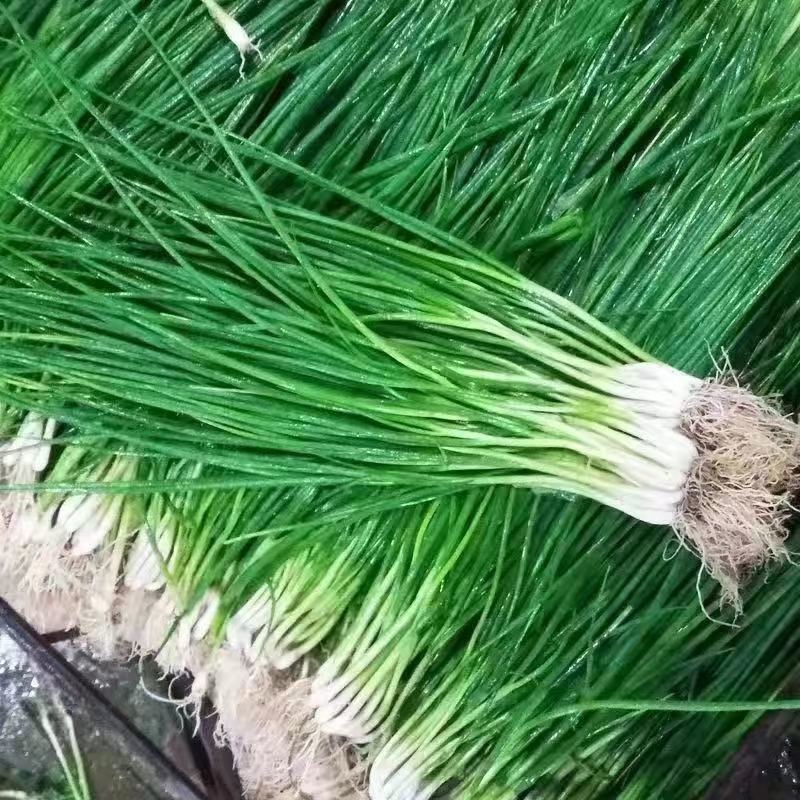 Spring Onion Seeds Bunching Onion Seeds  dahon ng sibuyas seeds-300tablets