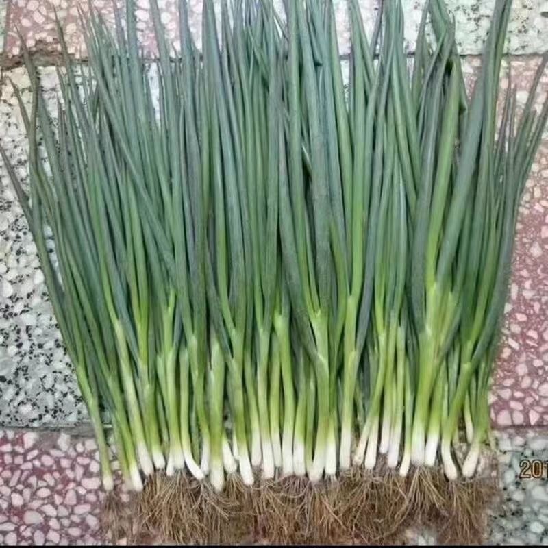 Spring Onion Seeds Bunching Onion Seeds -dahon ng sibuyas seeds-300Hạt