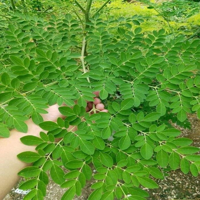 Hạt Giống Chùm Ngây  bonsai moringa tree-5Hạt
