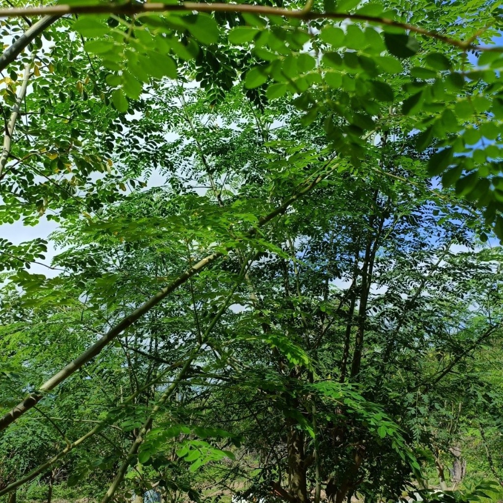 Hạt Giống Chùm Ngây  bonsai moringa tree-5Hạt