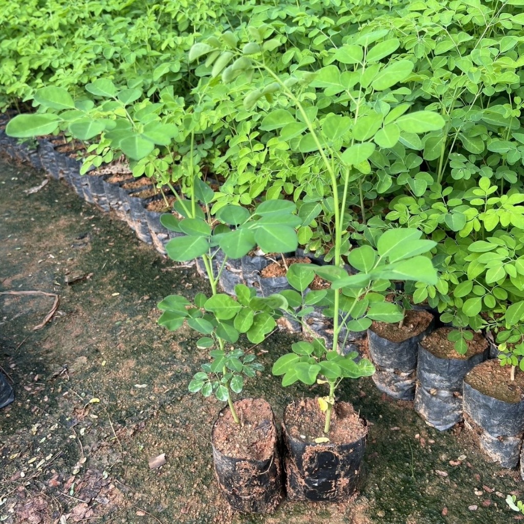 Hạt Giống Cây Chùm Ngây bonsai moringa tree-5Hạt