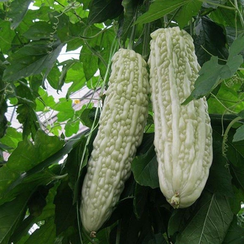 White Bitter Gourd Seed Four Seasons Sweet Fruit Bitter Gourd Seed  White Bitter Gourd Seeds-10Hạt