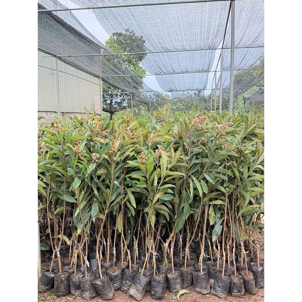 CÂY NHÓT NHẬT (BIWA)
