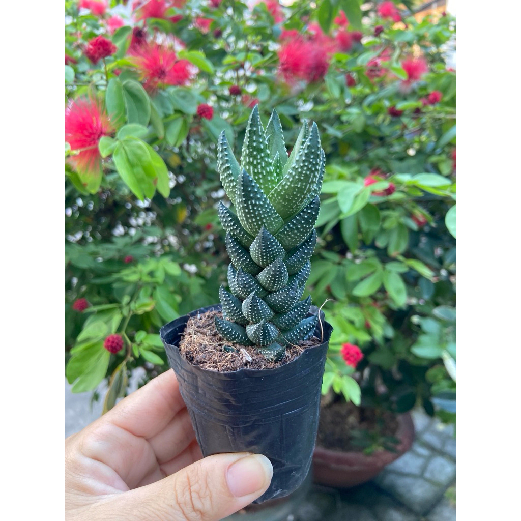 Móng rồng cúp