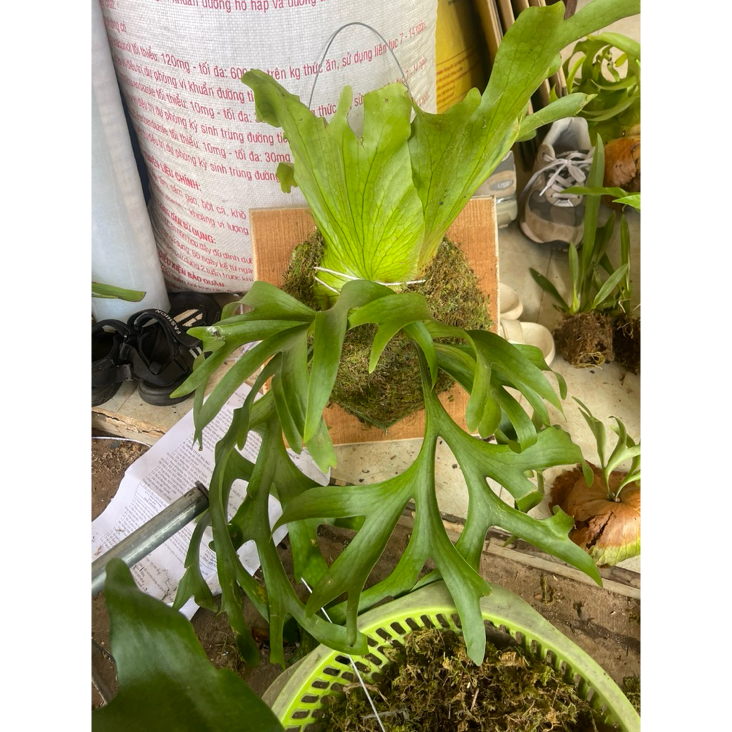 Tổ rồng trồng chậu cây con Coro,Holtumil, Alcicorne ghép bảng gỗ có móc treo