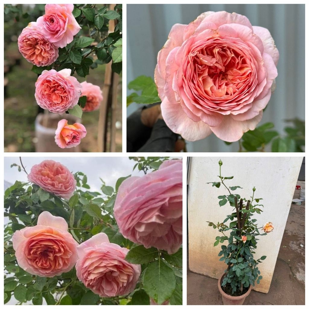 Chậu cây hoa hồng Leo Abraham Darby rose bông To_Thơm ngát_leo khoẻ_cây nguyên bản
