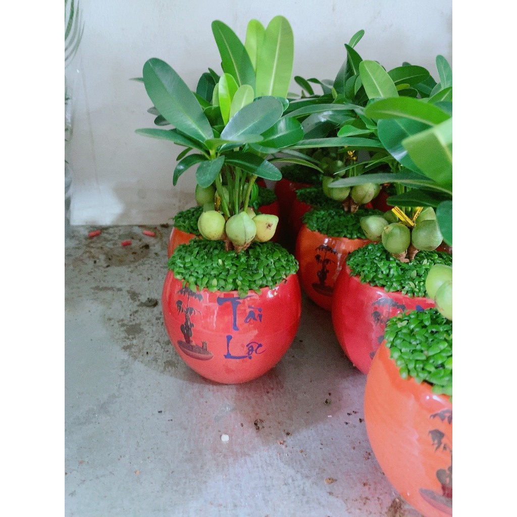 Chậu Cây May Mắn Tài Lộc Đỏ