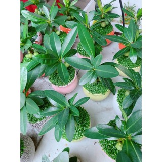 Chậu Cây May Mắn Tài Lộc